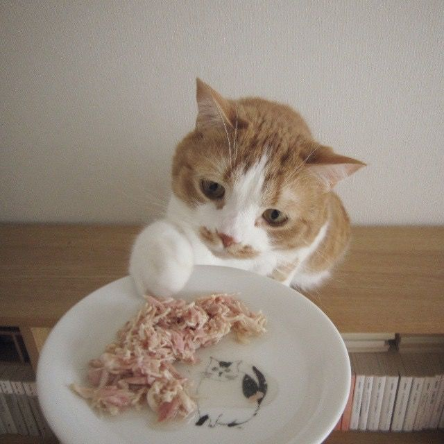 cho mèo ăn hạt hay pate 2