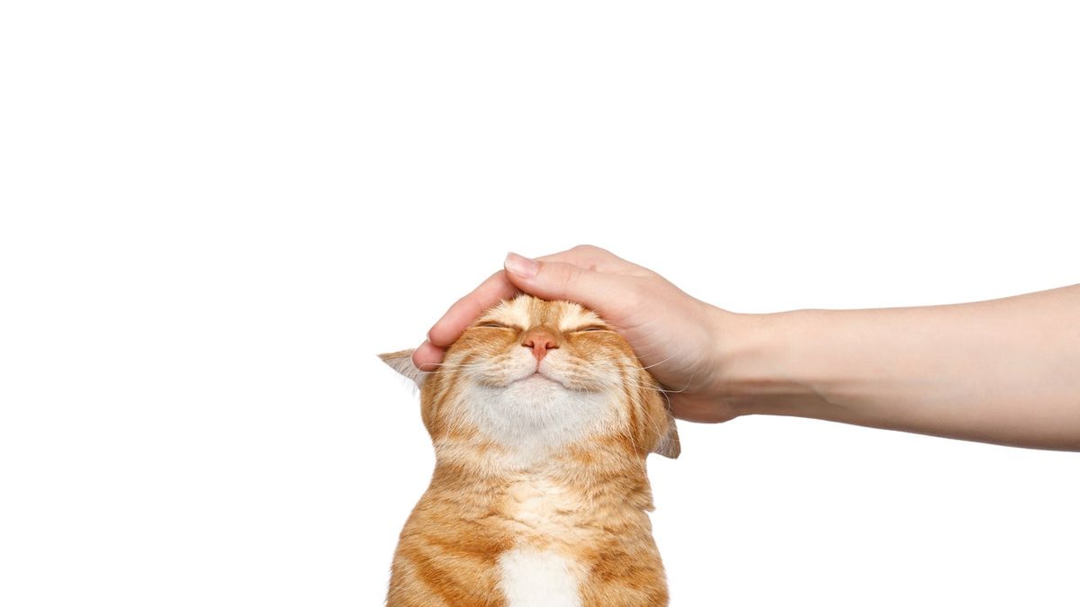 Chăm sóc y tế định kỳ