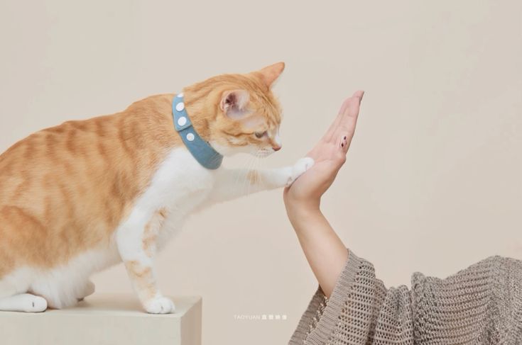 Tại sao nuôi mèo đúng cách quan trọng